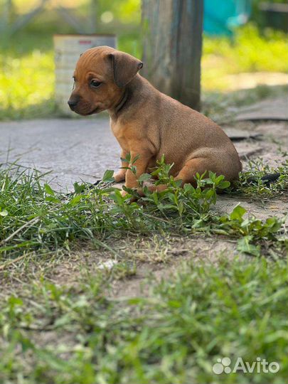 Щенки цвергпинчер-той