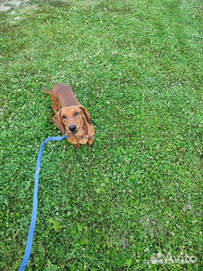 Собаки бесплатно маленькие