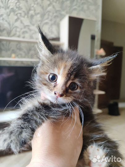 Котята мейн-кун