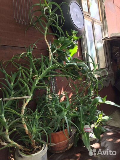 Алоэ лечебный