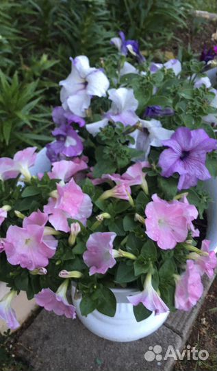 Рассада петуньи