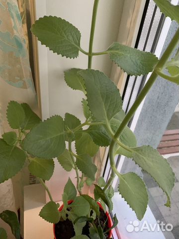 Домашняя мята