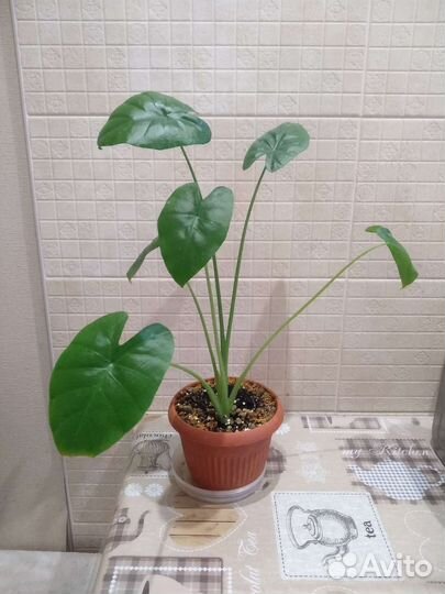 Алоказия Одора