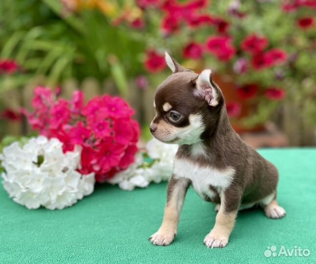 Щенки чихуахуа