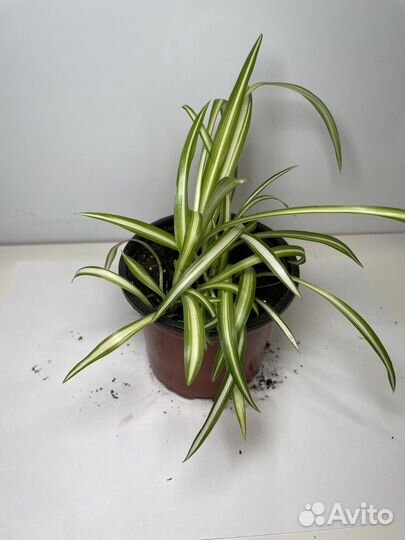 Хлорофитум