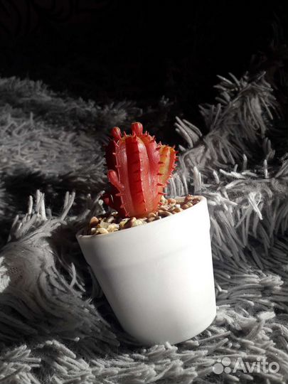 Кактус в горшке