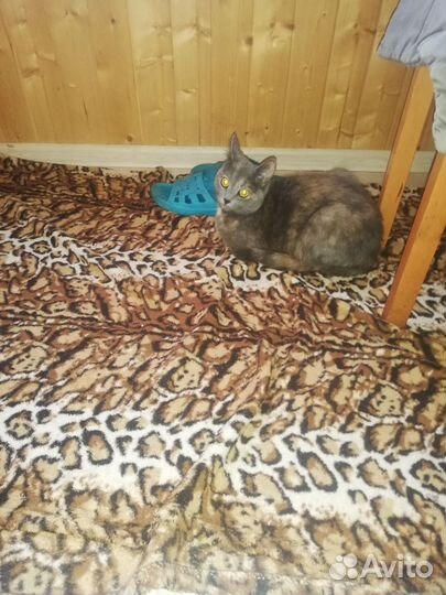 Кошки в добрые руки бесплатно