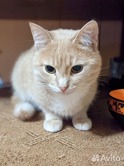 Персик ждет своего человека