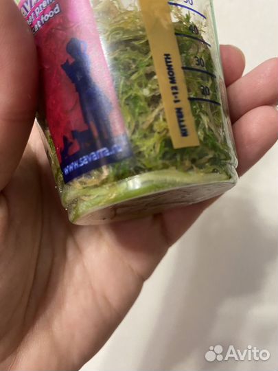 Аглаонема Panama Vanila(panama peach)