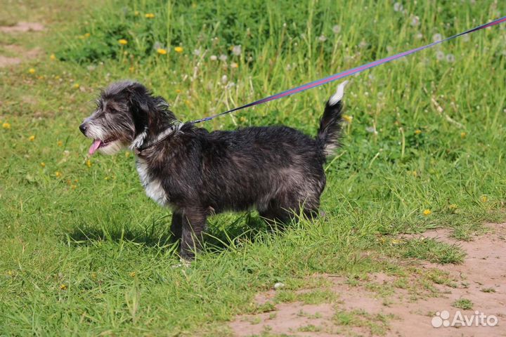 Щенок Манечка, стерилизована