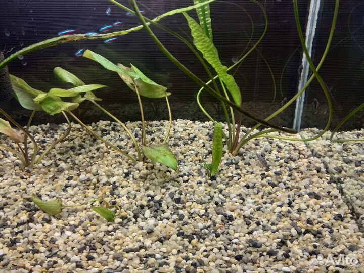 Аквариумный грунт