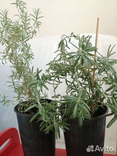 Розмарин в горшке