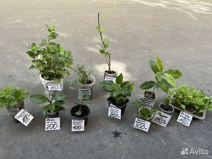 Астры, хризантемы, бархатцы, мирт, лаванда, хойя