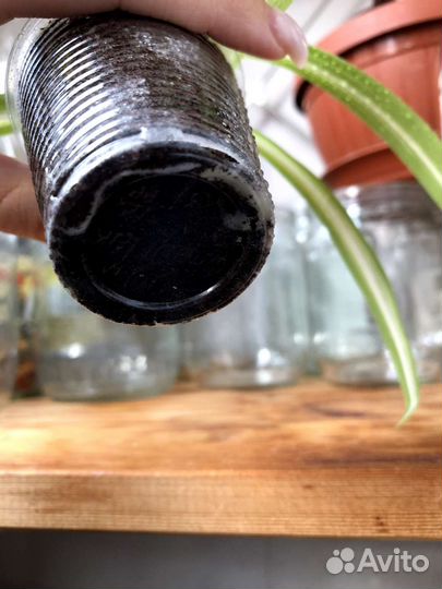 Хлорофитум 