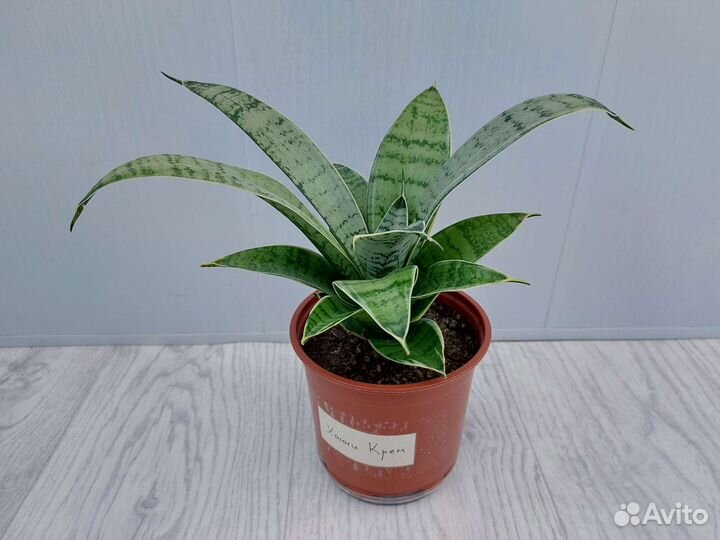 Сансевиерия Ханни Крем