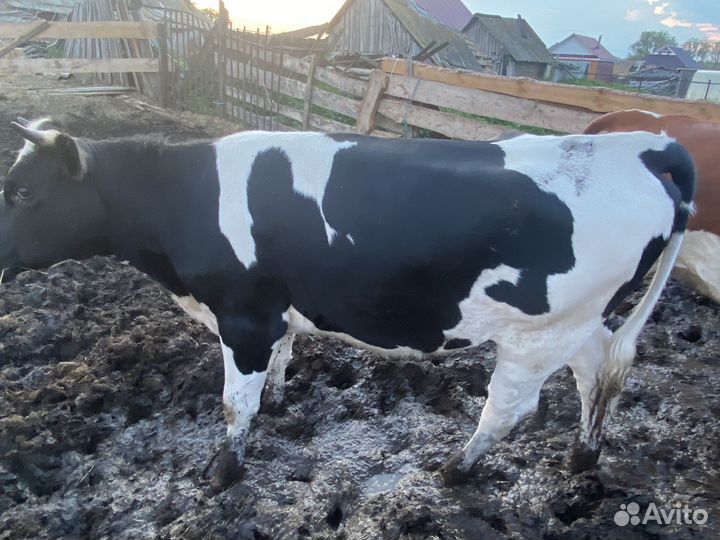 Телки на мясо