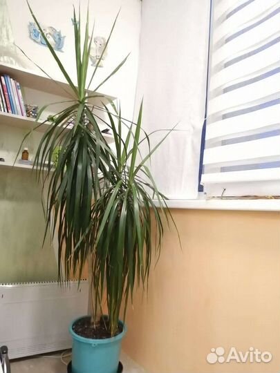 Пальма драцена