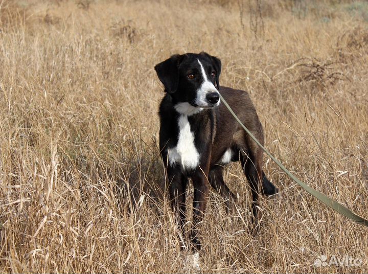 Собака 2года. Мальчик, совсем еще щенок