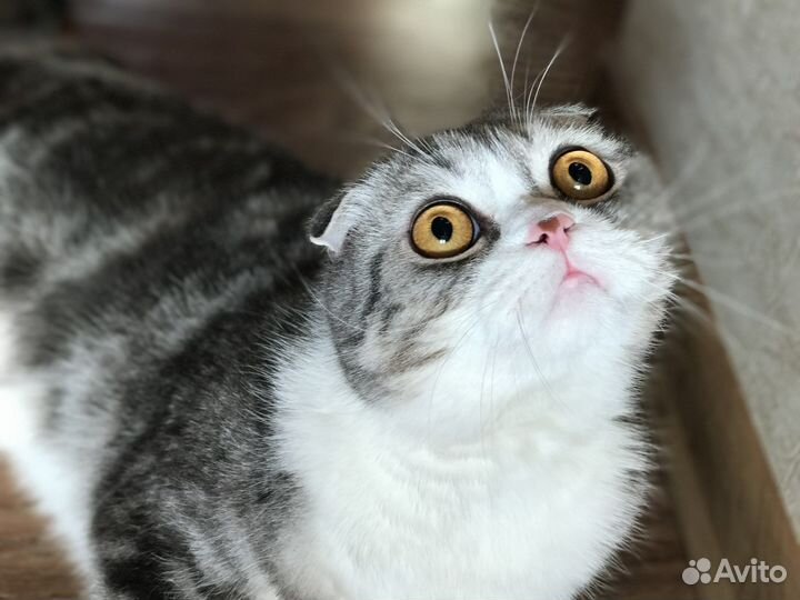 Шотландский Кот в добрые руки