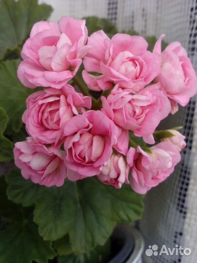 Сортовая,зональная пеларгония