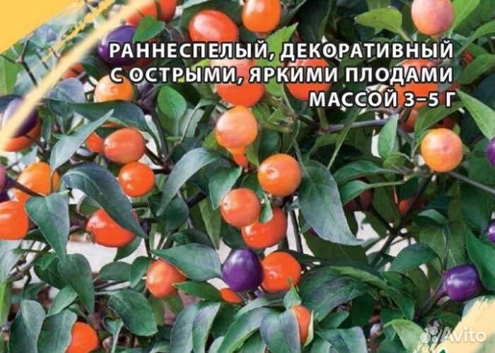 Перец острый комнатный Бусинка с плодами