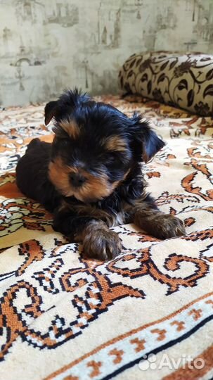 Йоркширский терьер щенки