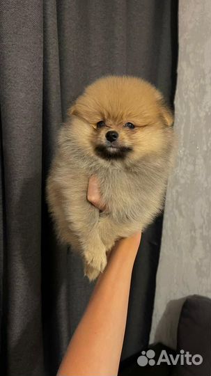 Померанский шпиц мини щенок