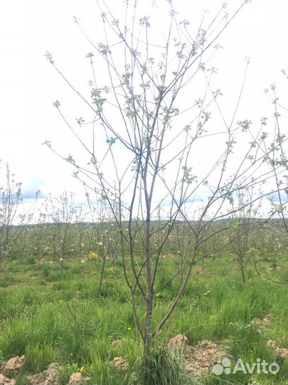 Яблони молодые 7 лет-плодоносят