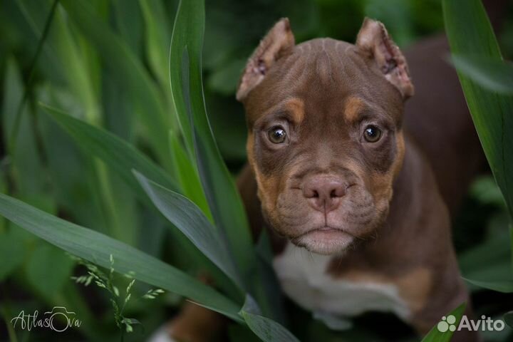 Фотограф анималист (щенки, котята ), фото животных