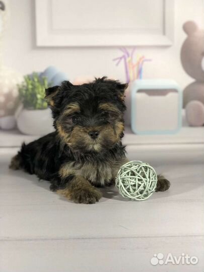 Йорик мальчишка