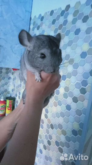 Шиншилла