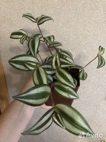 Комнатные цветы