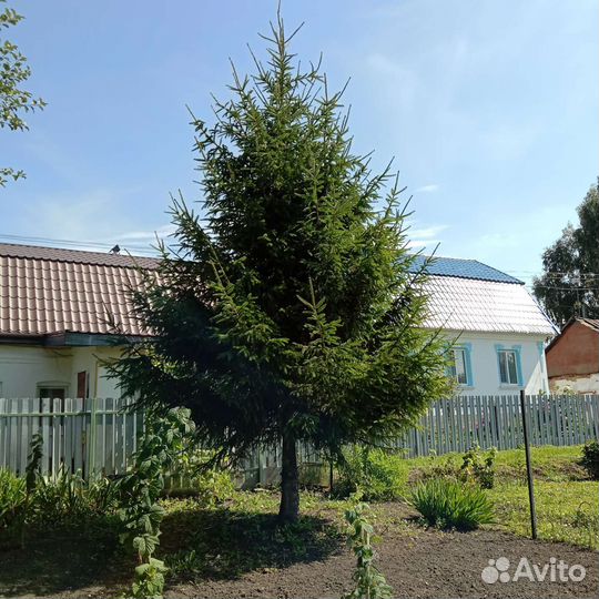 Елка живая 7 метров