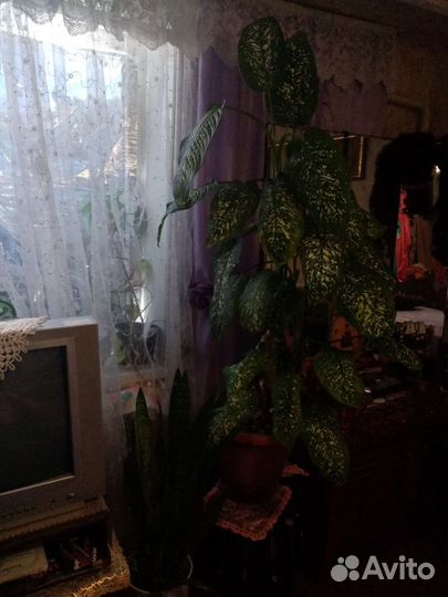 Молочай
