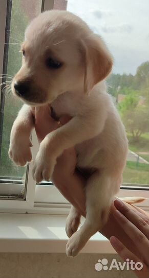 Собаки щенки