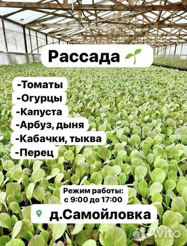 Рассада овощных культур