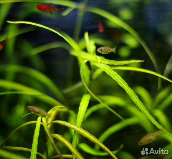 Амека, трофеус Мура 