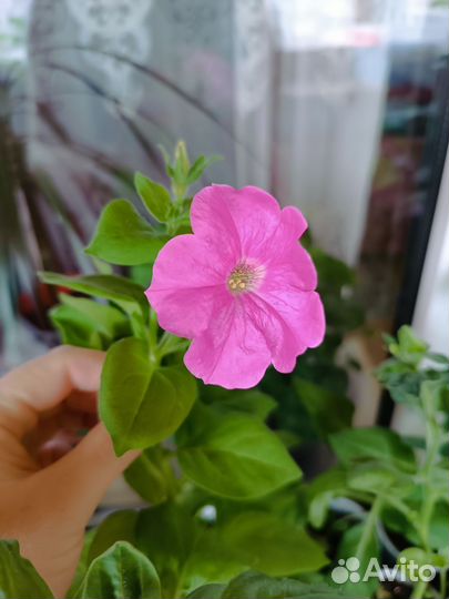 Рассада петуния мультицвет