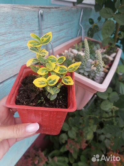 Бересклет Форчуна 3 сорта