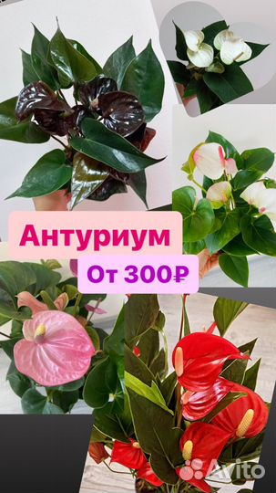Антуриум (Сортовые)