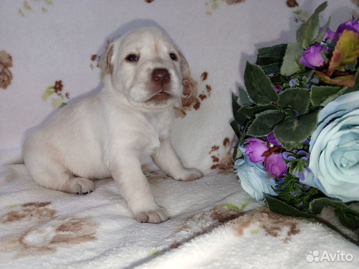 Щенки лабрадора