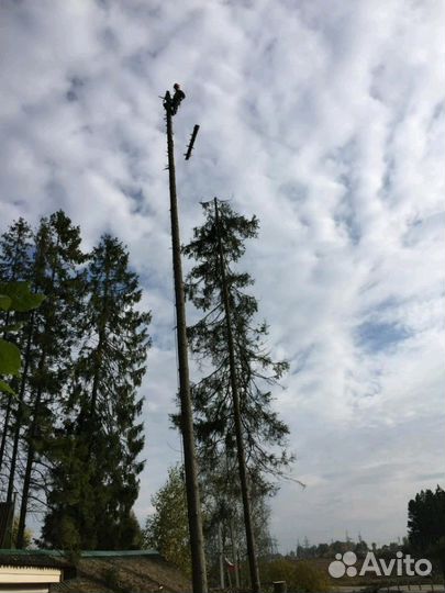 Удаление и спил деревьев
