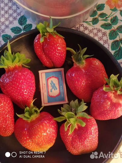 Рассада клубники