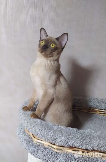 Бурманские котята