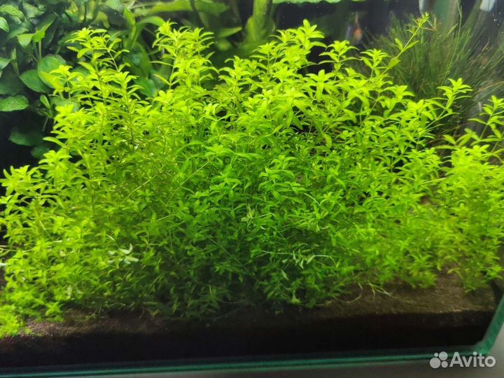 Аквариумные растения