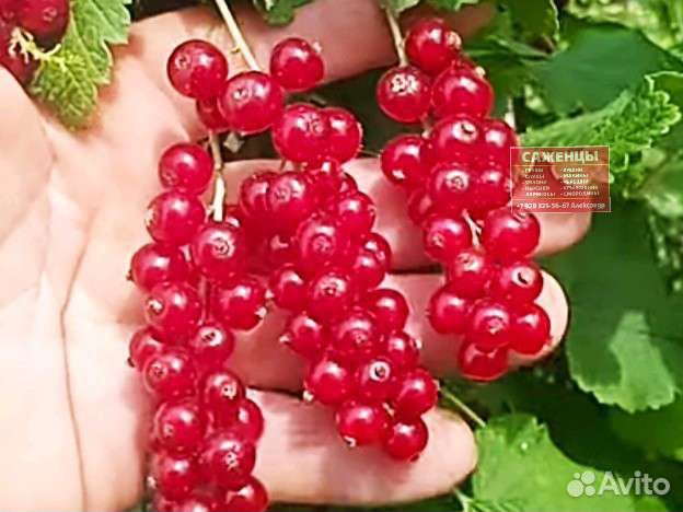Саженцы смородины