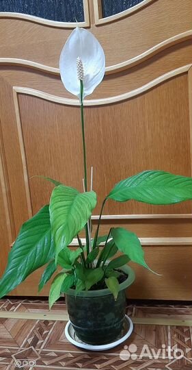 Спатифиллум