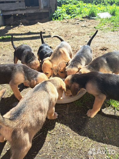 Щенки русской гончей