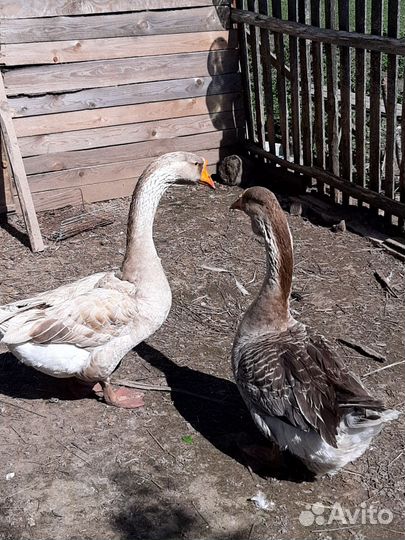 Холмогорские гуси