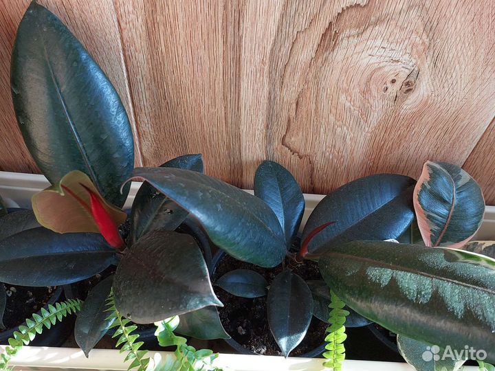 Фикус, агава, замиакулькас